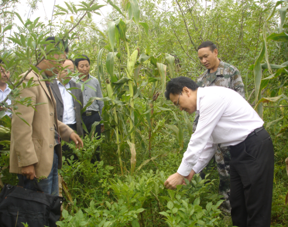 金阳县委书记毛正文（右一）在调研林下白魔芋